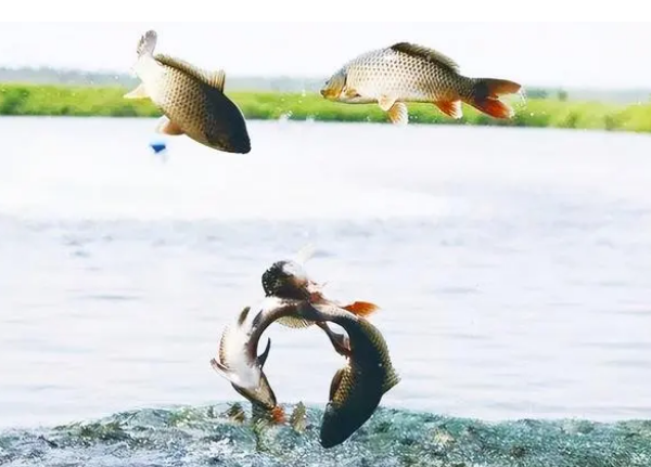 64269a15f25a1.png 64269a15f25a1.png